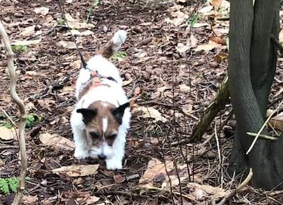 Dog Emy on detection in school